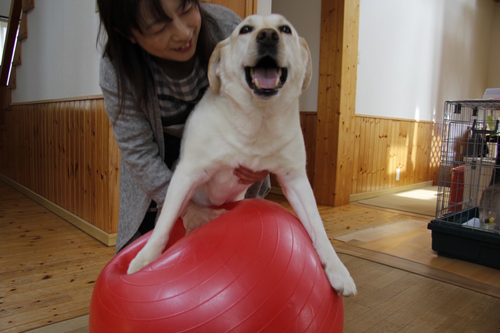 県内初のドッグ専用トレーニングジムが福島市に誕生！「ペットの健康ケアハウス 犬といつまでも」