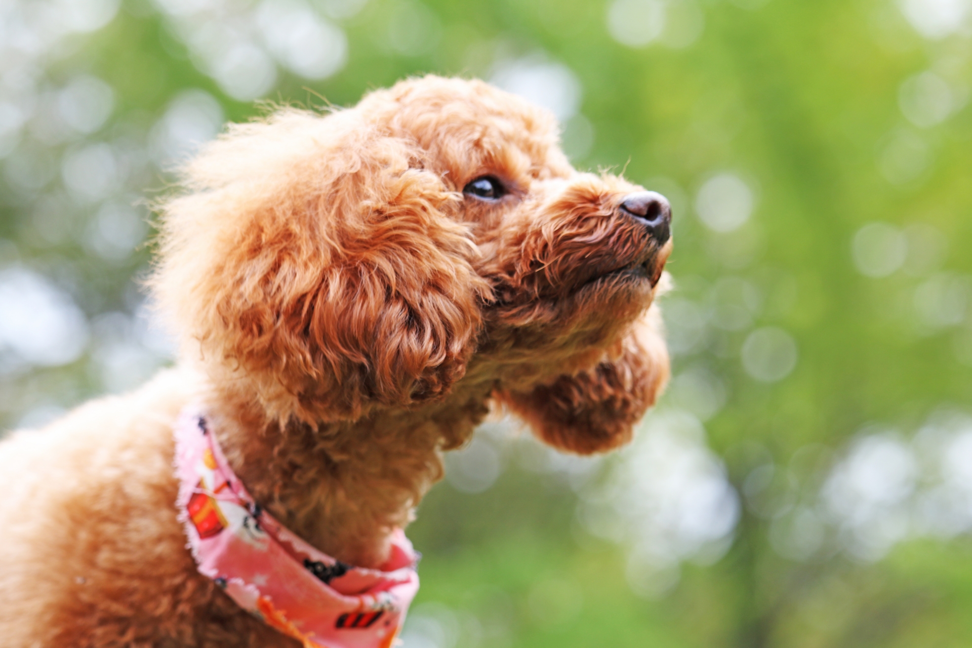 ゆるゆる犬活セミナー「愛犬のシニア期に備える自宅ケア&飼い方相談会」