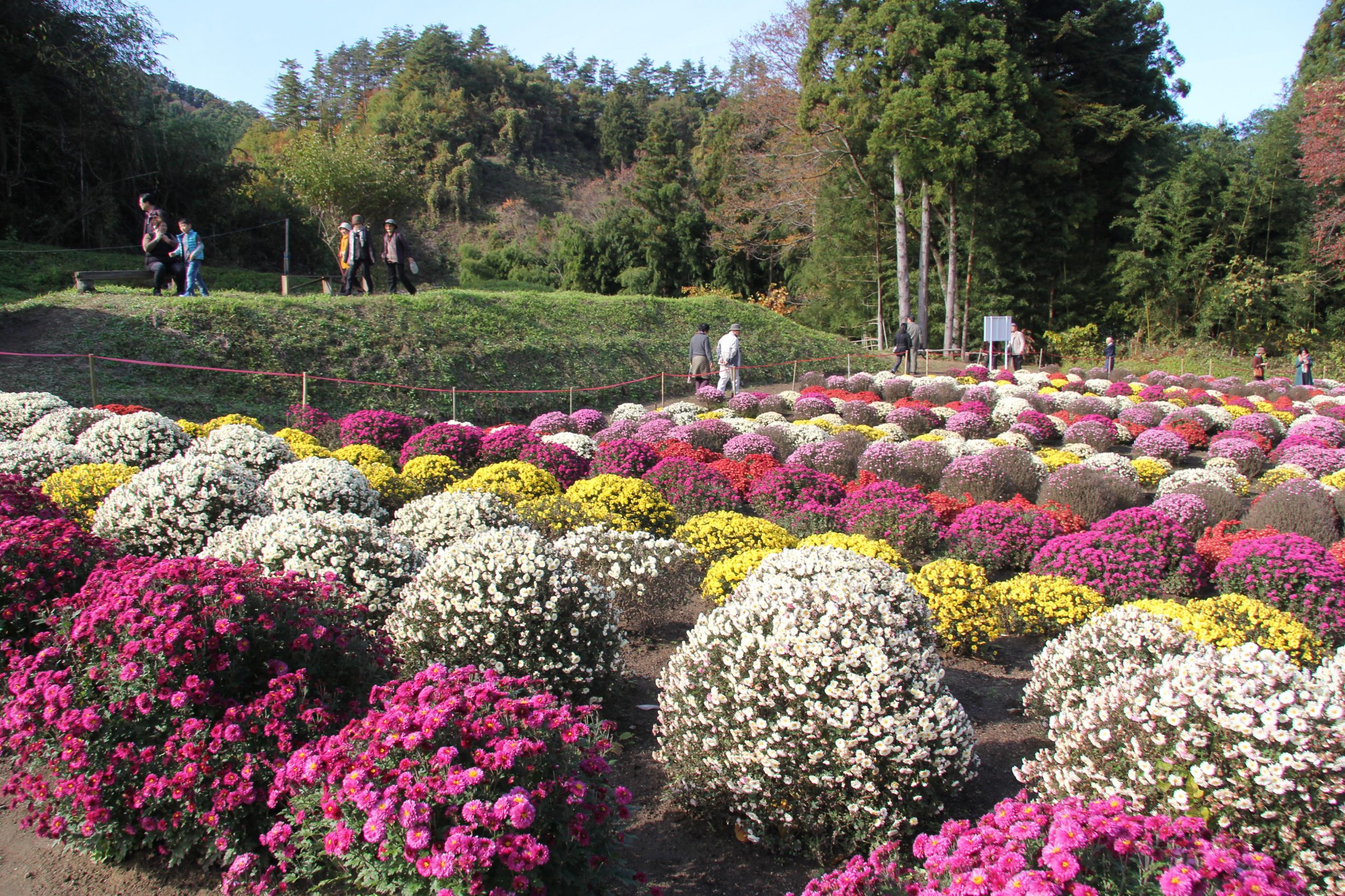 「ざる菊の里」開園