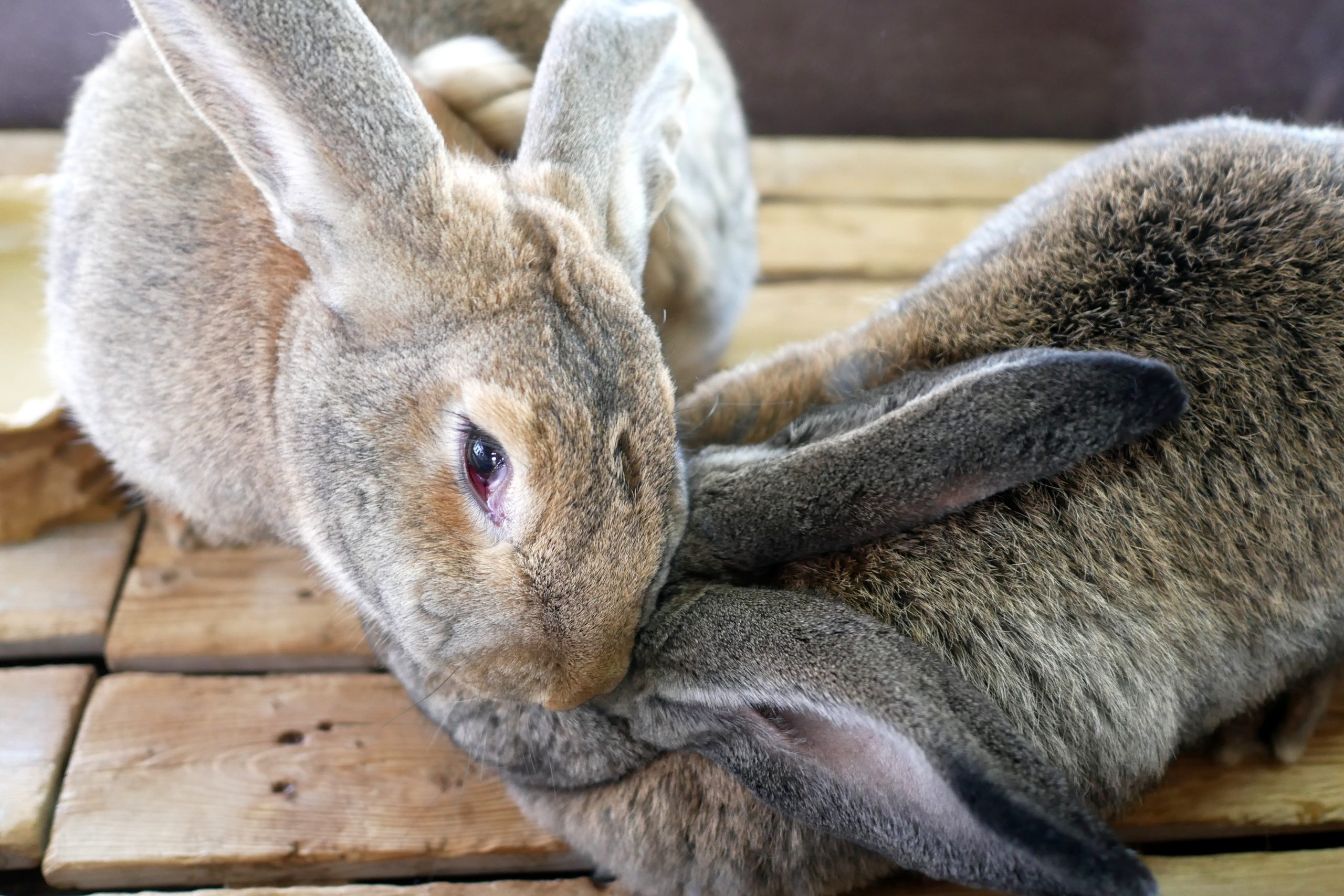 色々な動物と触れ合える「那須どうぶつ王国ふれあい動物園inいわき」が小名浜港に登場