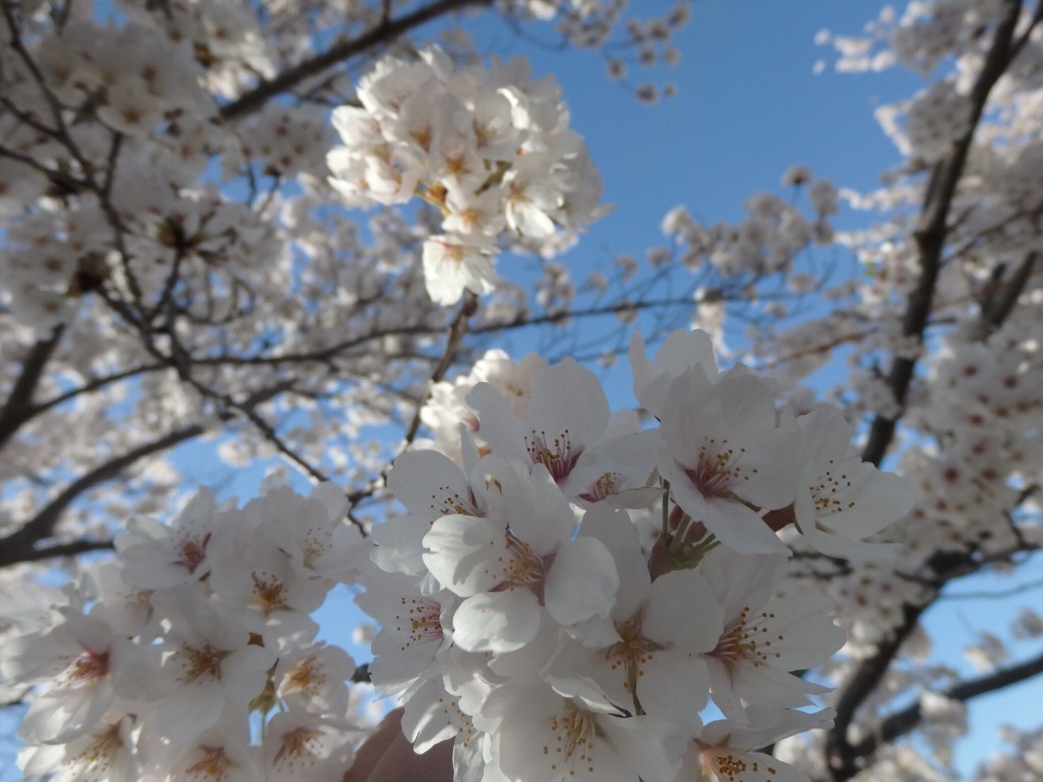 穴場がいっぱい？！県南エリア(矢吹町・石川町・浅川町・古殿町・白河市・西郷村・塙町)のおすすめ桜スポット