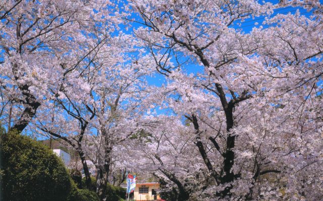 意外と知られてない 本宮の観光地 蛇の鼻 は花の名スポット