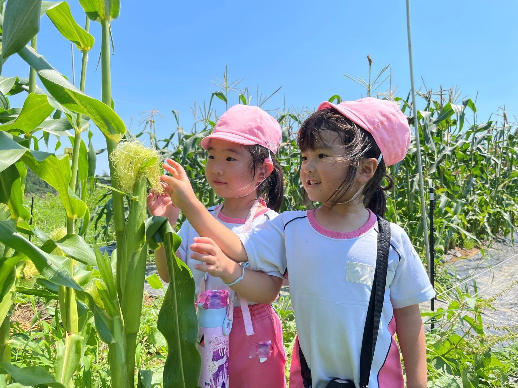 「ヒューマニティー幼保学園の行事」がすごい！その2『とうもろこし収穫体験』