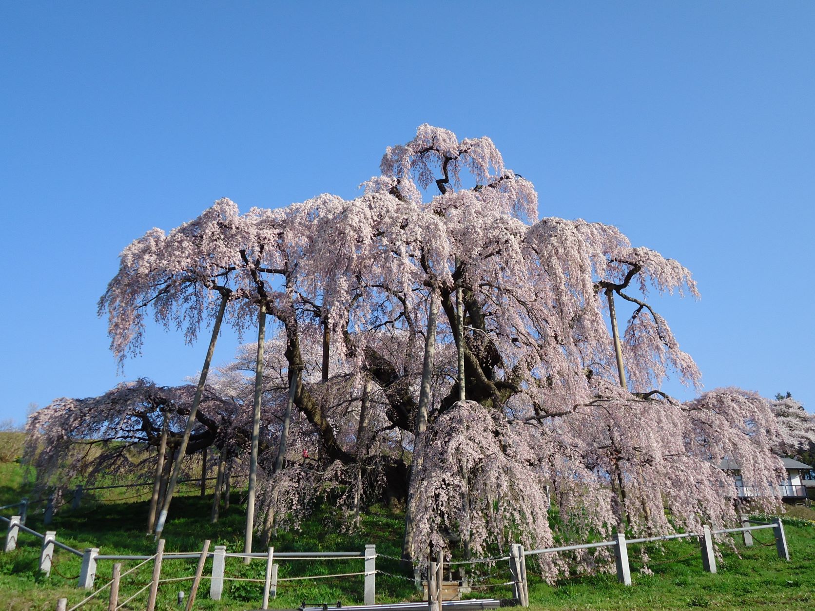 三春滝桜からめぐる、のんびりお花見さんぽ