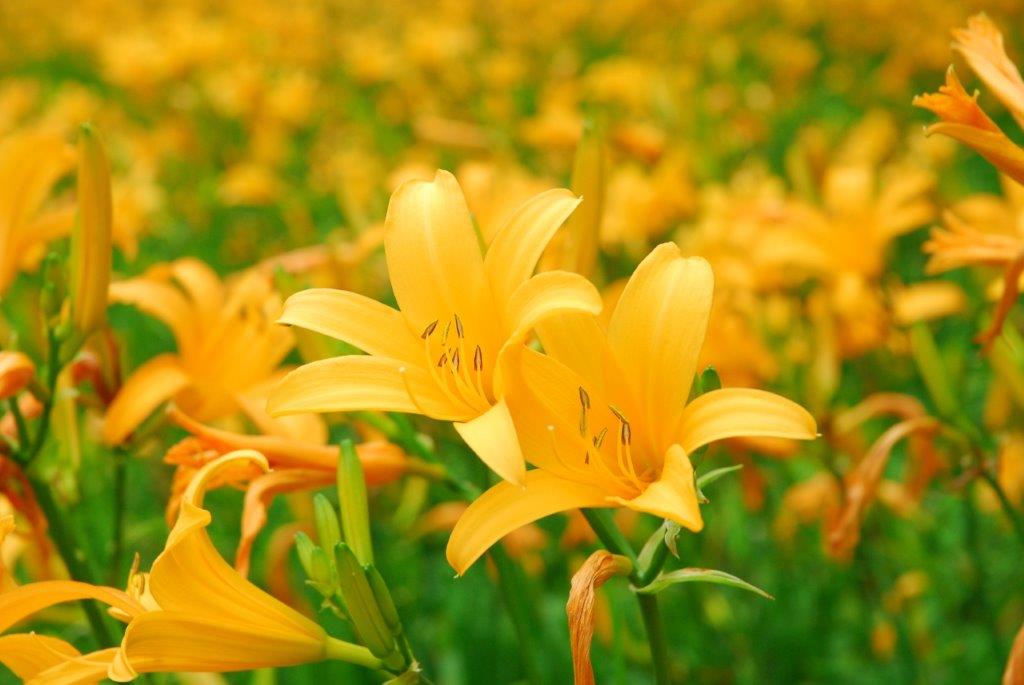 6 7月が見頃 ふくしま初夏の花スポット