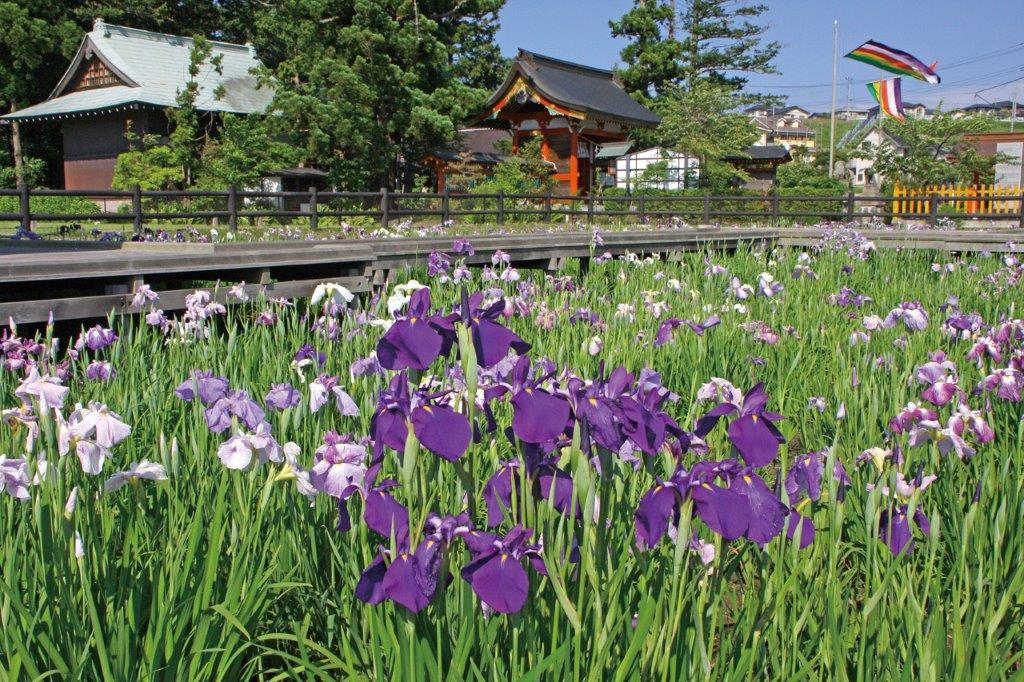 6 7月が見頃 ふくしま初夏の花スポット