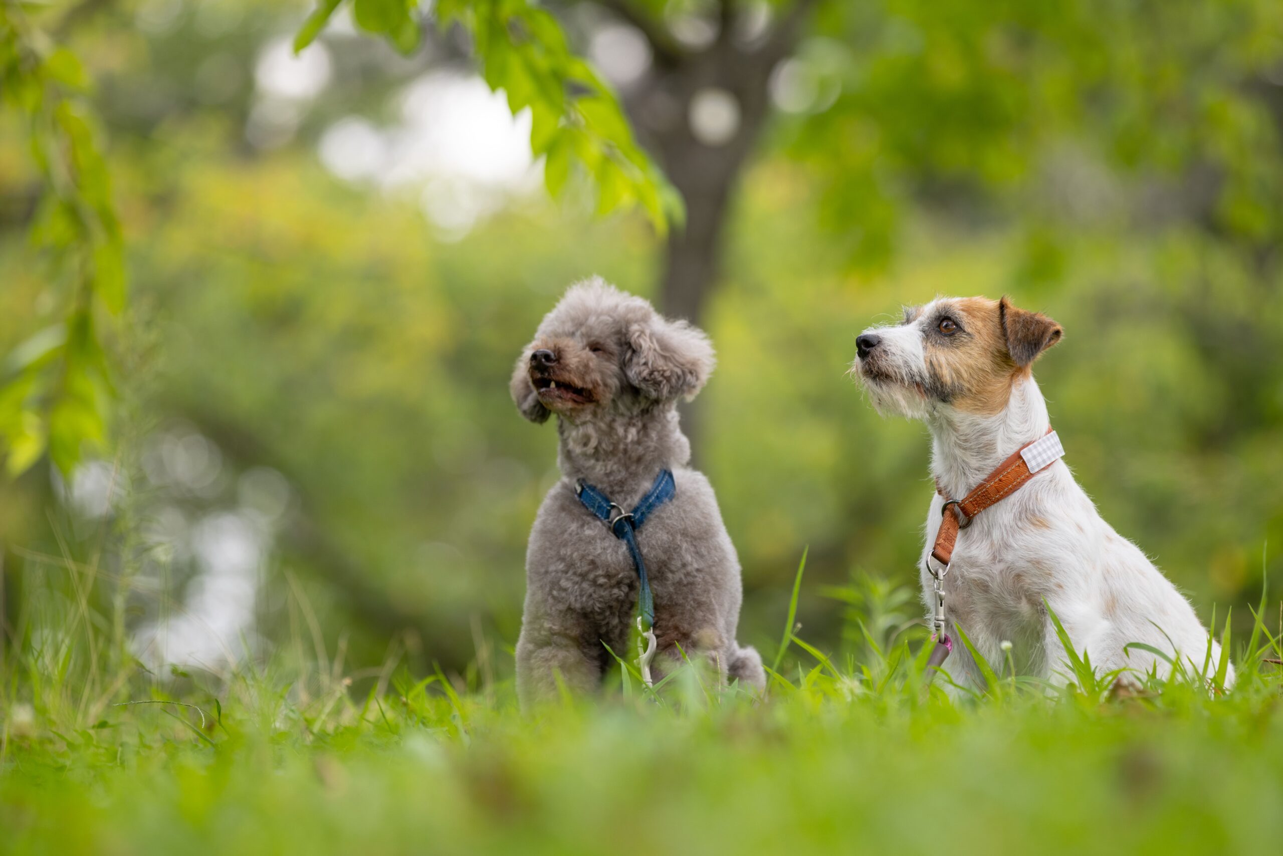 Sponsored by grooming BLUE 【グルーミングブルー】愛犬、愛猫と最高の笑顔を写真に♪in開成山公園